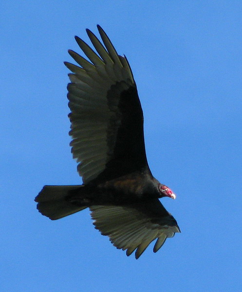 Turkey Vultures